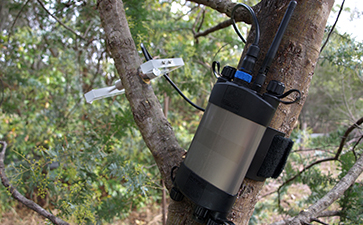 原位莖桿水勢(shì)測(cè)量?jī)x 原位莖桿水勢(shì)測(cè)量?jī)x