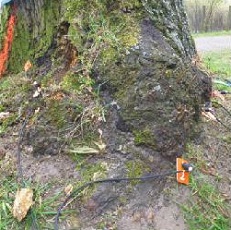 TMS 3樹木穩(wěn)定安全性測試儀