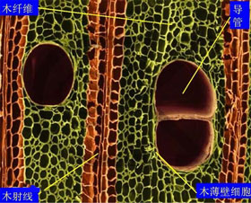 圖片關(guān)鍵詞