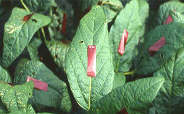 Optoleaf便攜式日射分光光度計(jì)