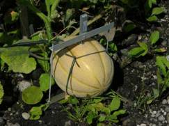 DF果實(shí)生長(zhǎng)變化傳感器