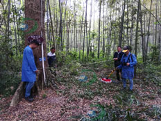 TRU樹木雷達檢測系統(tǒng)為古樹名木保護保駕護航