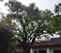 點(diǎn)將科技技術(shù)團(tuán)隊(duì)順利完成1600年樹(shù)齡古樟樹(shù)健康檢測(cè)