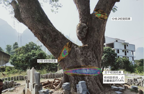 點(diǎn)將科技技術(shù)團(tuán)隊(duì)順利完成1600年樹(shù)齡古樟樹(shù)健康檢測(cè)