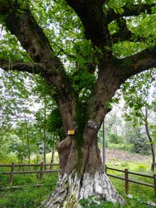 TRU樹木雷達(dá)助力古樹名木保護(hù)