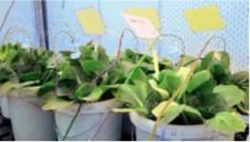 1623144531487245.png blob.png