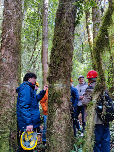 樹木胸徑測(cè)量環(huán)