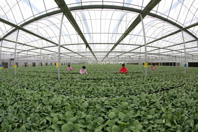 2022年中央一號(hào)文件發(fā)布！要點(diǎn)速讀