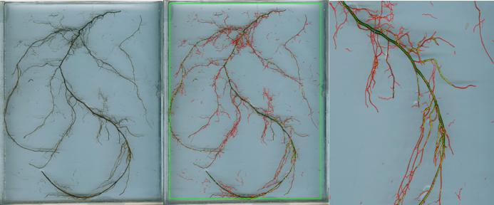 柳樹苗根系測(cè)量分析 柳樹苗根系測(cè)量分析