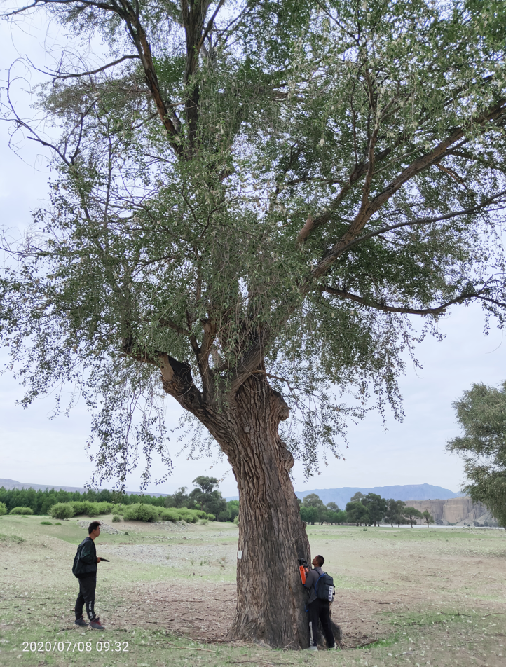 古樹空洞情況檢測