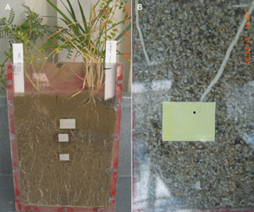 根際PH和CO2的成像 根際PH和CO2的成像