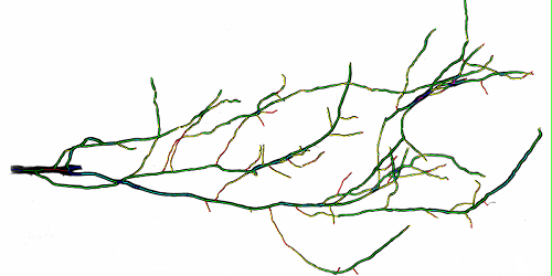 植物圖像分析系統(tǒng) 植物圖像分析系統(tǒng)