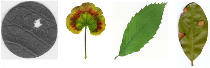 植物圖像分析系統(tǒng) 植物圖像分析系統(tǒng)