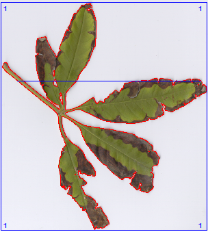 植物圖像分析系統(tǒng) 植物圖像分析系統(tǒng)