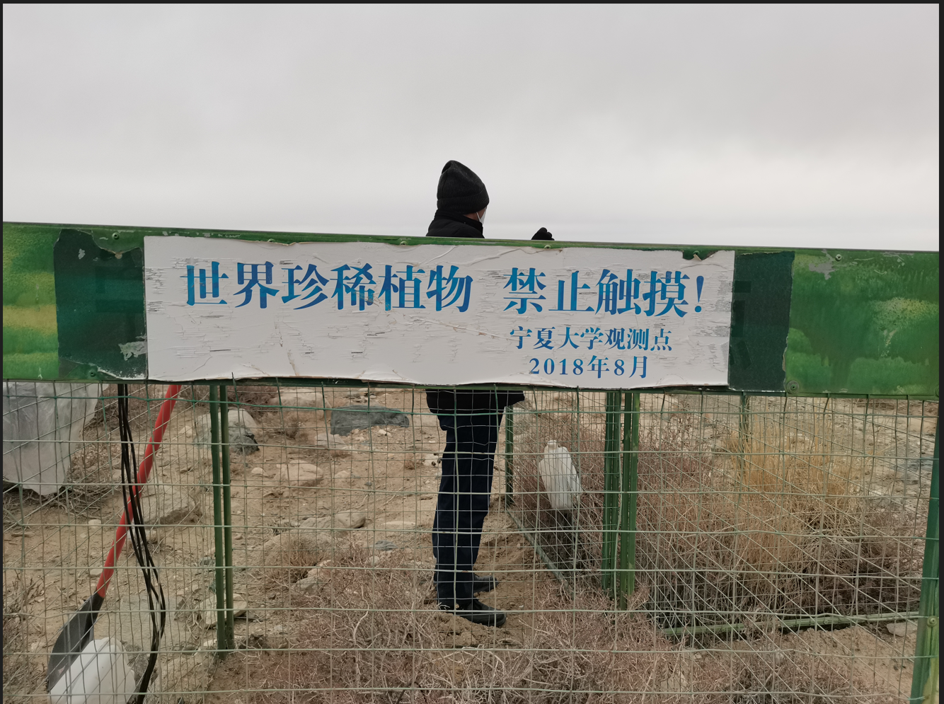  敦煌肅北植物研究