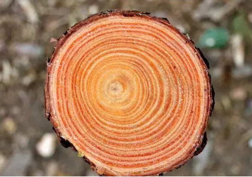 樹木年輪 樹木年輪