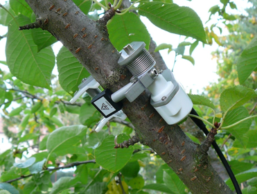 包裹式莖流測(cè)量 包裹式莖流測(cè)量