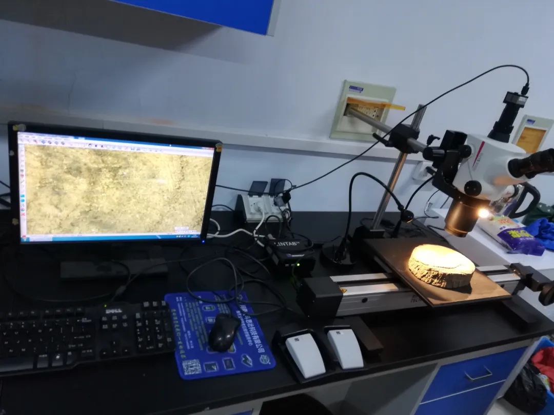 樹木年輪分析 樹木年輪分析