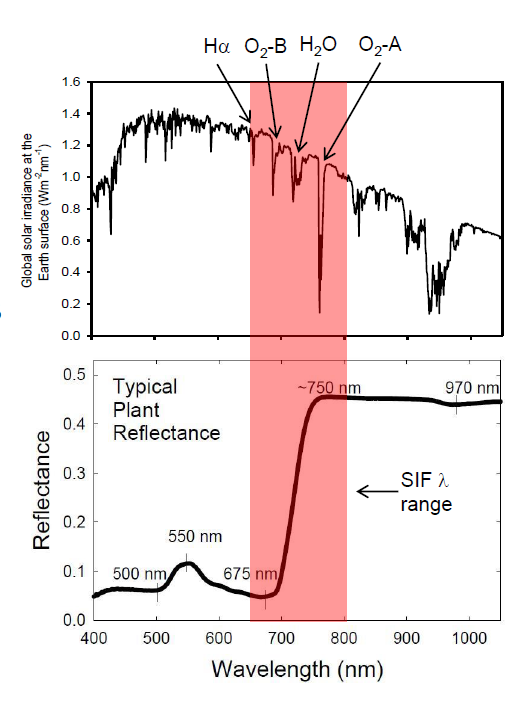 日光誘導(dǎo)葉綠素?zé)晒? alt=