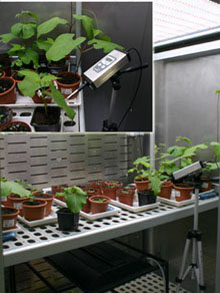 植物生長箱