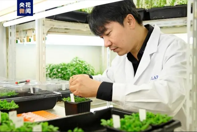 成功調(diào)控十字花科植物“壽命”