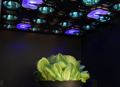 葉綠素?zé)晒獬上裣到y(tǒng) 葉綠素?zé)晒獬上裣到y(tǒng)