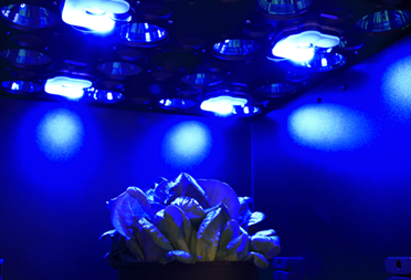 葉綠素?zé)晒獬上? alt=