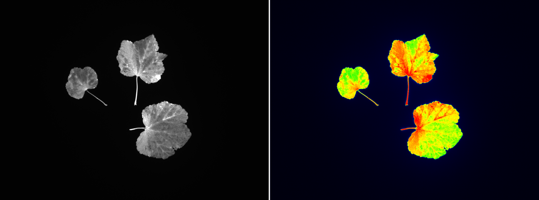 葉綠素?zé)晒獬上裣到y(tǒng) 葉綠素?zé)晒獬上裣到y(tǒng)