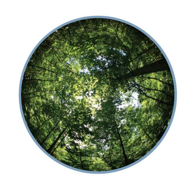 葉面積指數(shù)