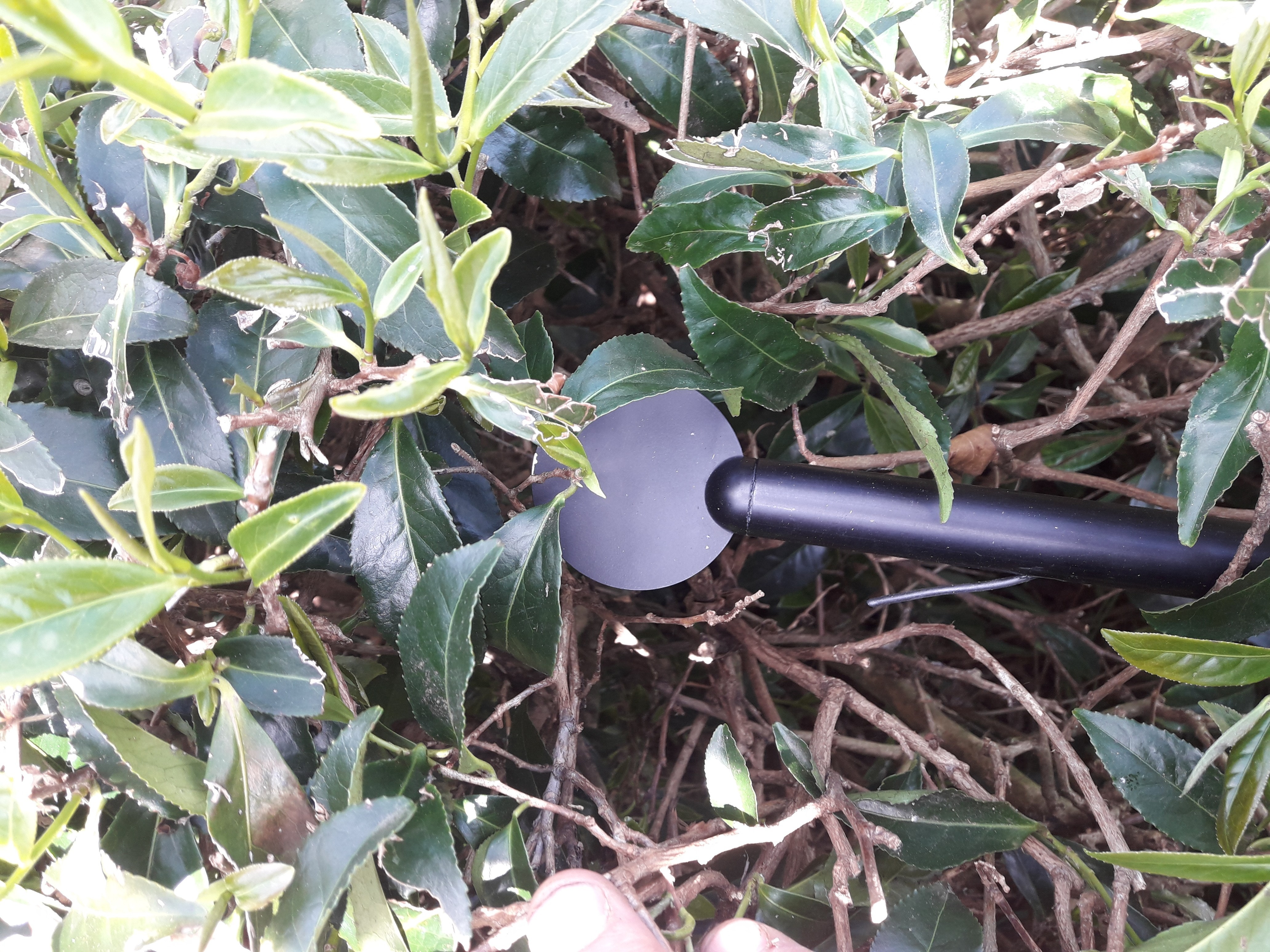 輻射霜凍傳感器 輻射霜凍傳感器