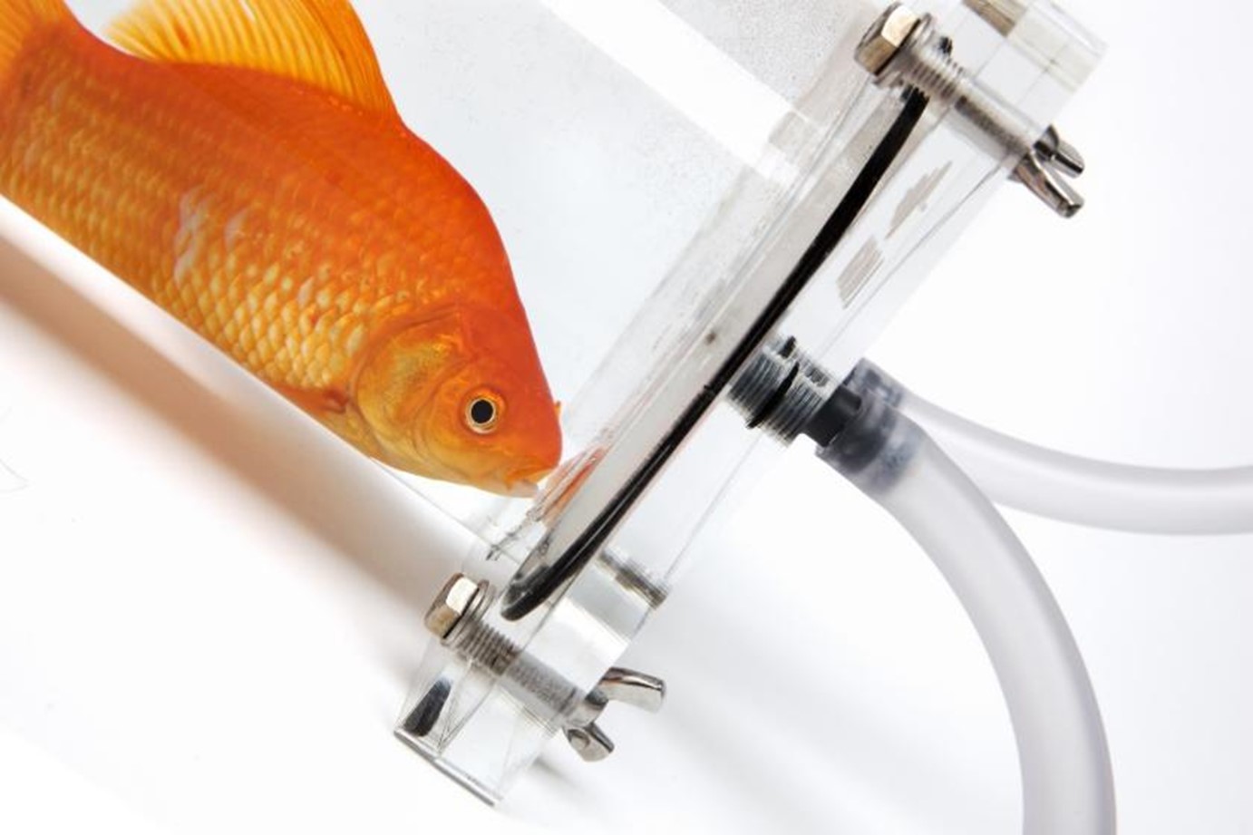 多通道大中型呼吸代謝測量系統(tǒng) 多通道大中型呼吸代謝測量系統(tǒng)