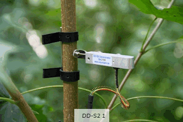 DD-S2直徑生長測量 DD-S2直徑生長測量