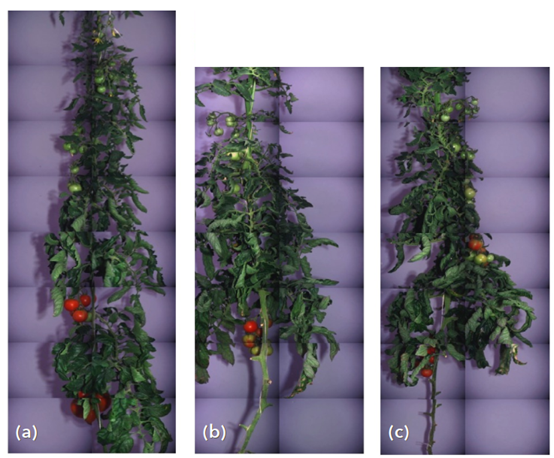 番茄植株重建示例 番茄植株重建示例