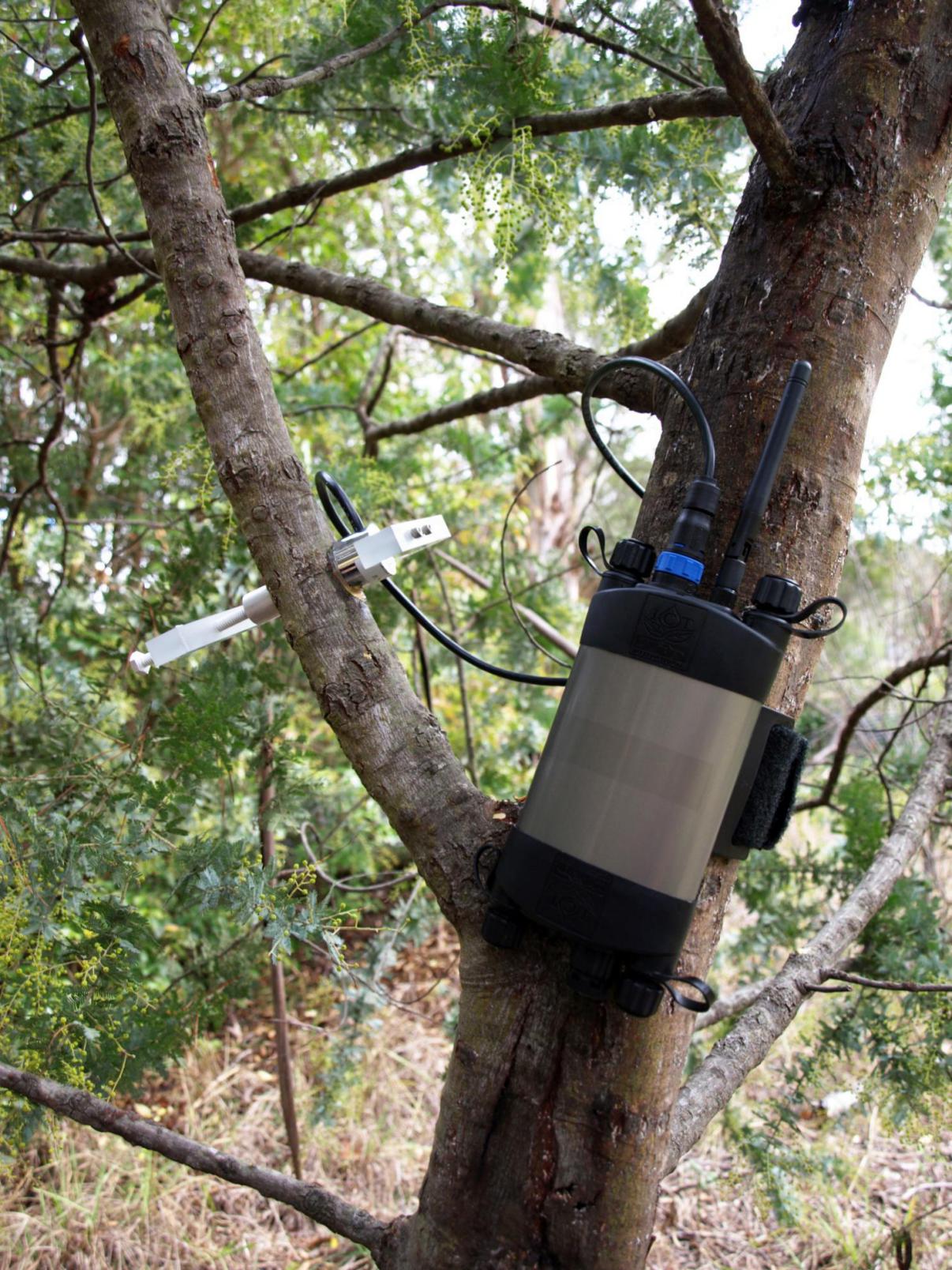 原位莖干水勢儀 原位莖干水勢儀