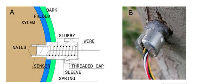 葡萄藤水分脅迫響應(yīng)策略的早期探測(cè)