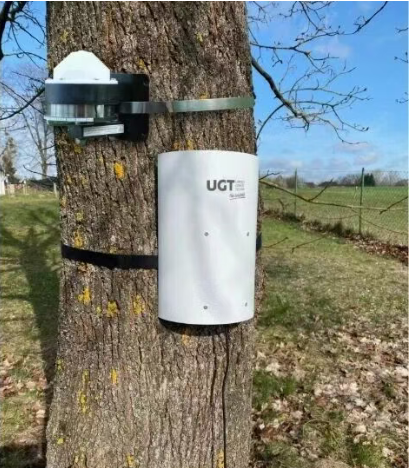 莖干生長(zhǎng)微變化