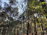 點(diǎn)將科技助力午潮山國(guó)家森林公園碳匯智能監(jiān)測(cè)
