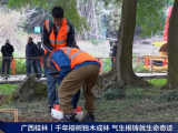 央視報(bào)道 | 守護(hù)千年古榕，TRU樹木雷達(dá)為陽(yáng)朔榕樹開啟“無(wú)損體檢”新時(shí)代！